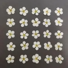 No.78-853 小さなユキヤナギの押し花 Lサイズ／押し花素材