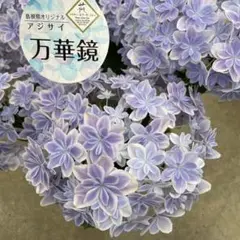 ninさん、専用出品 来季用 万華鏡4号 月うさぎ5号 セット ninさん、専用出品 来季用 万華鏡4号 月うさぎ5号 セット nin