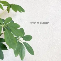 ぜぜ さま専用*