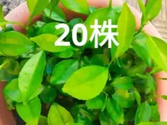 甘夏柑苗木（柑橘系）20本　無農薬　アゲハ蝶の餌　 ネコポス発送