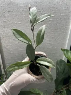 超セール　レア　ホヤ　花座つき　シナモミフォリア　サクララン 怪奇植物　中苗 超セール レア ホヤ 花座つき シナモミフォリア サクララン 怪奇