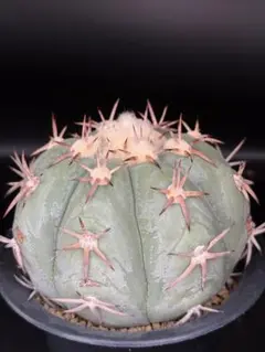 メルカリ便発送☆サボテン エキノカクタス属 花王丸×黒刺雷帝(実生苗です) サボテン 特短刺黒刺雷帝 種子 20粒 エキノカクタス 太平丸
