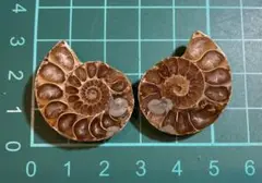 Item thumbnail for item 4d71c3fe-06c5-4359-8a56-9eb51cf2c938