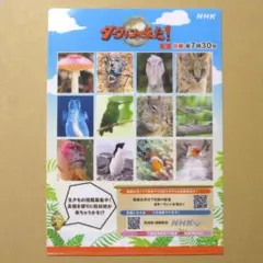 【非売品】　ダーウィンが来た！　クリアファイル　ヒゲじい