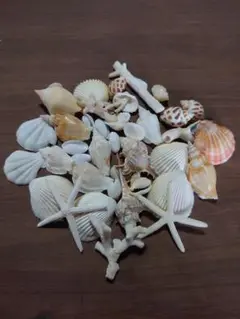 貝殻 ヒトデの詰め合わせ