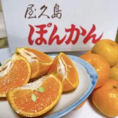 屋久島産 ぽんかん