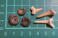 【特価⭐︎】化石セット⑧