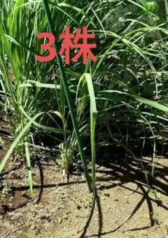 レモングラス 3株