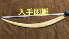(マッコウ歯より希少)セイウチ牙　約1,100g (日本国内のみ売買可能)