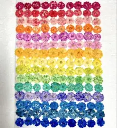 押し花素材、カラー八重のコデマリ。 150枚。1。
