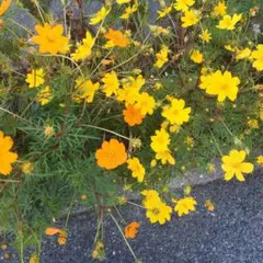 コスモス 黄色と オレンジ