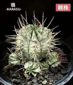 2025年最新】ユーフォルビア ホリダ マジョールの人気アイテム