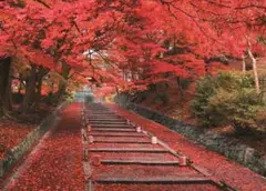 M10 秋の毘沙門堂参道/京都/紅葉/日本の風景/アートパネル