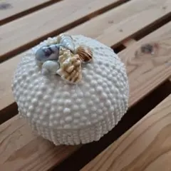 シーウーチン シェル 陶器アクセサリーケース