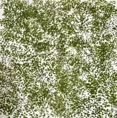 押し花素材、アジアンタムミクロフィルム。