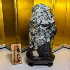 岐阜県 根尾谷 菊花石 グレー母岩 白菊 岐阜県 根尾谷 菊花石 グレー母岩 白菊 - メルカリ