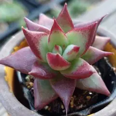 ★Red Super Coron★抜き苗★エケベリア★多肉★多肉植物★寄せ植え★