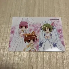 デジキャラット 生写真 ブロマイド　アニメディア　付録