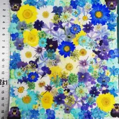 押し花素材　N851 ノースボール 紫陽花　バーベナ 小花　 押し花
