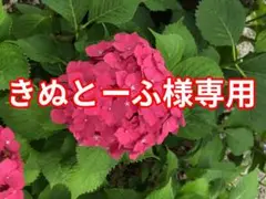 きぬとーふ様専用
