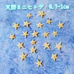 天然ミニヒトデ/0.7〜1cm 20個