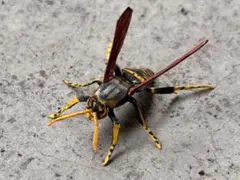 ハチの標本 黒と黄色 約15cm 2025年最新】ハチの人気アイテム - メルカリ