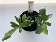 た*う様 Bucephalandra sp\"彩雲\" from Kapuas た*う様 Bucephalandra sp