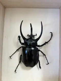 頭角奇形カブトムシ 60㎜ 標本 - メルカリ