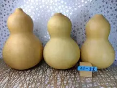 美形乾燥瓢箪　中型３個セット ２１-３美