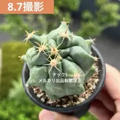 径11cm ホリダス モンストローサ フェロカクタス サボテン 短刺巨鷲玉 短刺巨鷲玉 フェロカクタス(検索) サボテン モンスト ホリダス