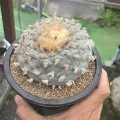 ま*ゆ様 赤系斑入り　希少種　烏羽玉錦　(検索　ウバ玉　翠冠玉　銀冠玉) 赤系斑入り 希少種 烏羽玉錦 (検索 ウバ玉 翠冠玉 銀冠玉
