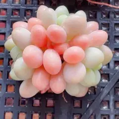 キャビアプラス(真珠豆)新交配 多肉植物