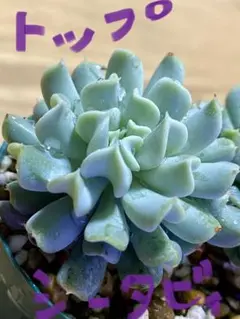 多肉植物 エケベリア トップシーダービー 抜き苗