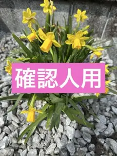 確認専用ページ