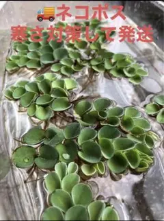 サルビニアククラータ 無農薬 浮草 産卵床☘