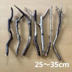Item thumbnail for item 1145bdbf-6d0b-4ab2-8701-89a433981b9d