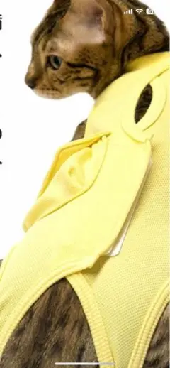 Item thumbnail for item 22bd2f01-8d16-4ebd-91ed-11c53e75288e