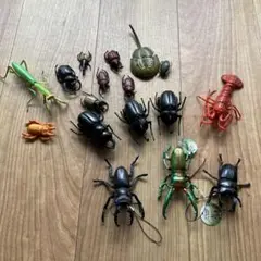 2025年最新】カブトガニ標本の人気アイテム - メルカリ