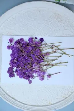 押し花　カラフルかすみ草20本