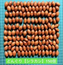 どんぐり【シラカシ】150個　秋の製作　工作(煮沸消毒天日干し済み)