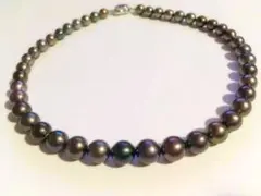 黒蝶真珠