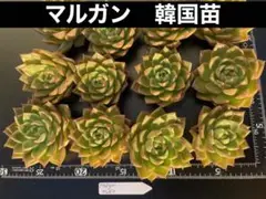 マルガン 韓国苗 Echeveria エケベリア 多肉植物