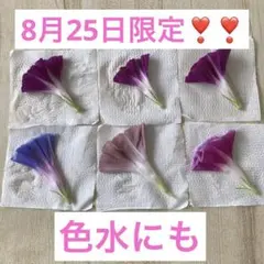 本日8月25日発送❣️❣️押し花 朝顔 6枚セット　色水にも