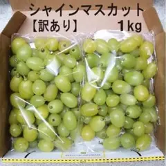 高糖度 完熟 シャインマスカット 訳あり 根域制限 ハウス栽培 1㎏ #JP40
