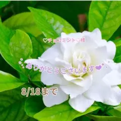 ♡チョコミント♡様 おまとめパーツ(˘͈ᵕ ˘͈ *)♡