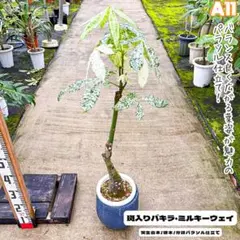 実生パキラ パラソル仕立て ４４｜ぷっくり幹が可愛い一株！ 2025年最新】パキラパラソル仕立て・・の人気アイテム - メルカリ