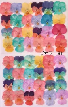 ビオラ押し花　81