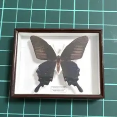 サイエンステクニカラー ドイツ箱マグネット ヤエヤマカラスアゲハ