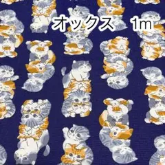 ラスト 1m ぎゅうぎゅう猫 ネイビー オックス