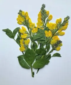 S-34　押し花 マメの花 茎付き*